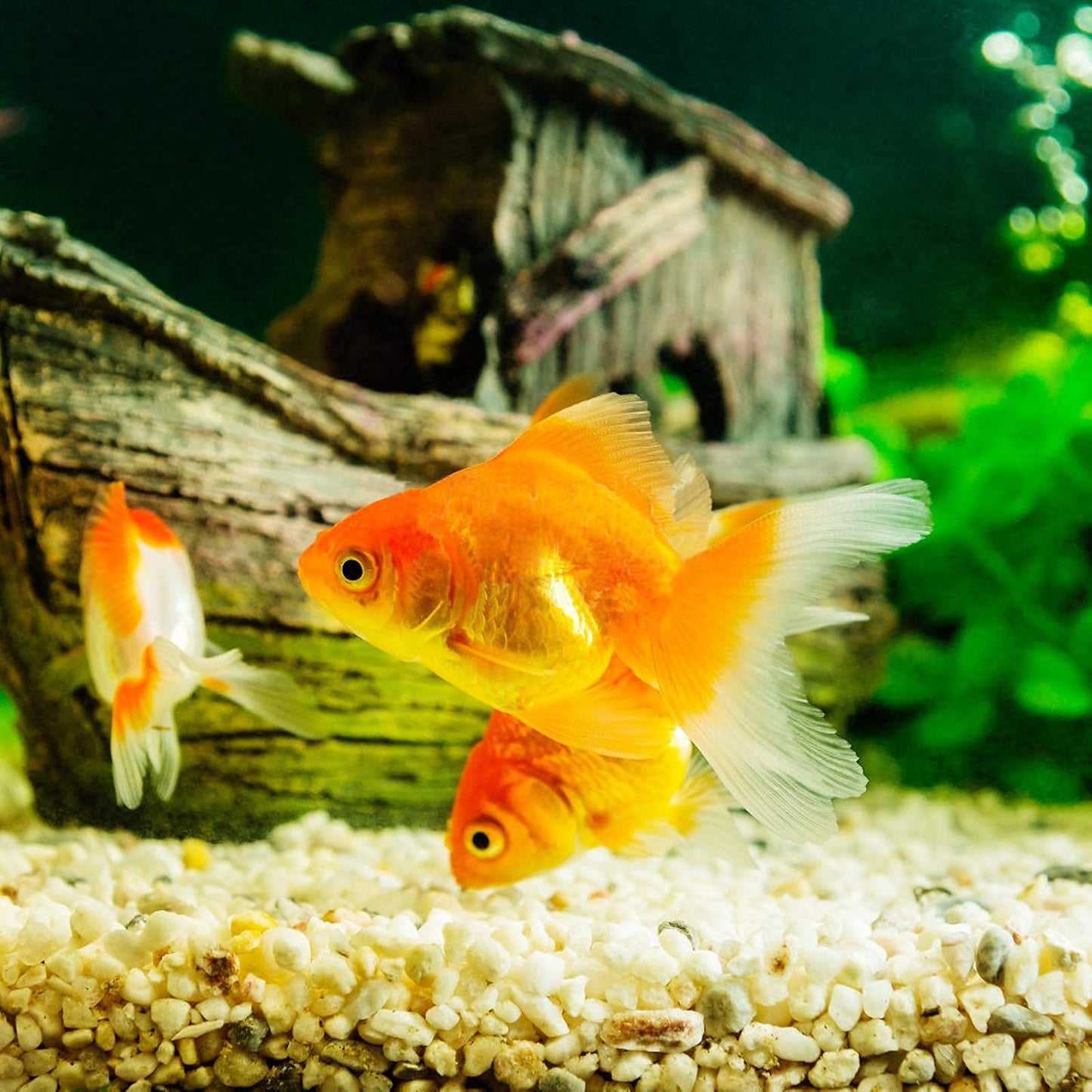 Coarse silica sand stones in a glass terrarium