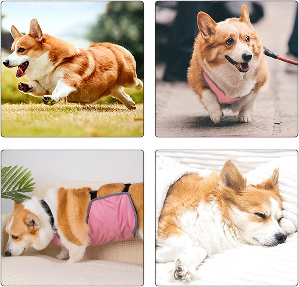 Dog wearing pink Doserty washable belly band