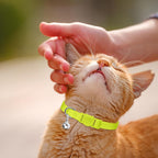 Waoduld cat accessory pack showing the smooth rounded edge safety design of the breakaway buckle