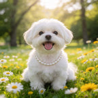 White dog pearl necklace 13 inches size for holiday celebrations