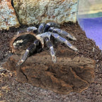 Gatuida imported reptile climbing barks set showing multiple sizes