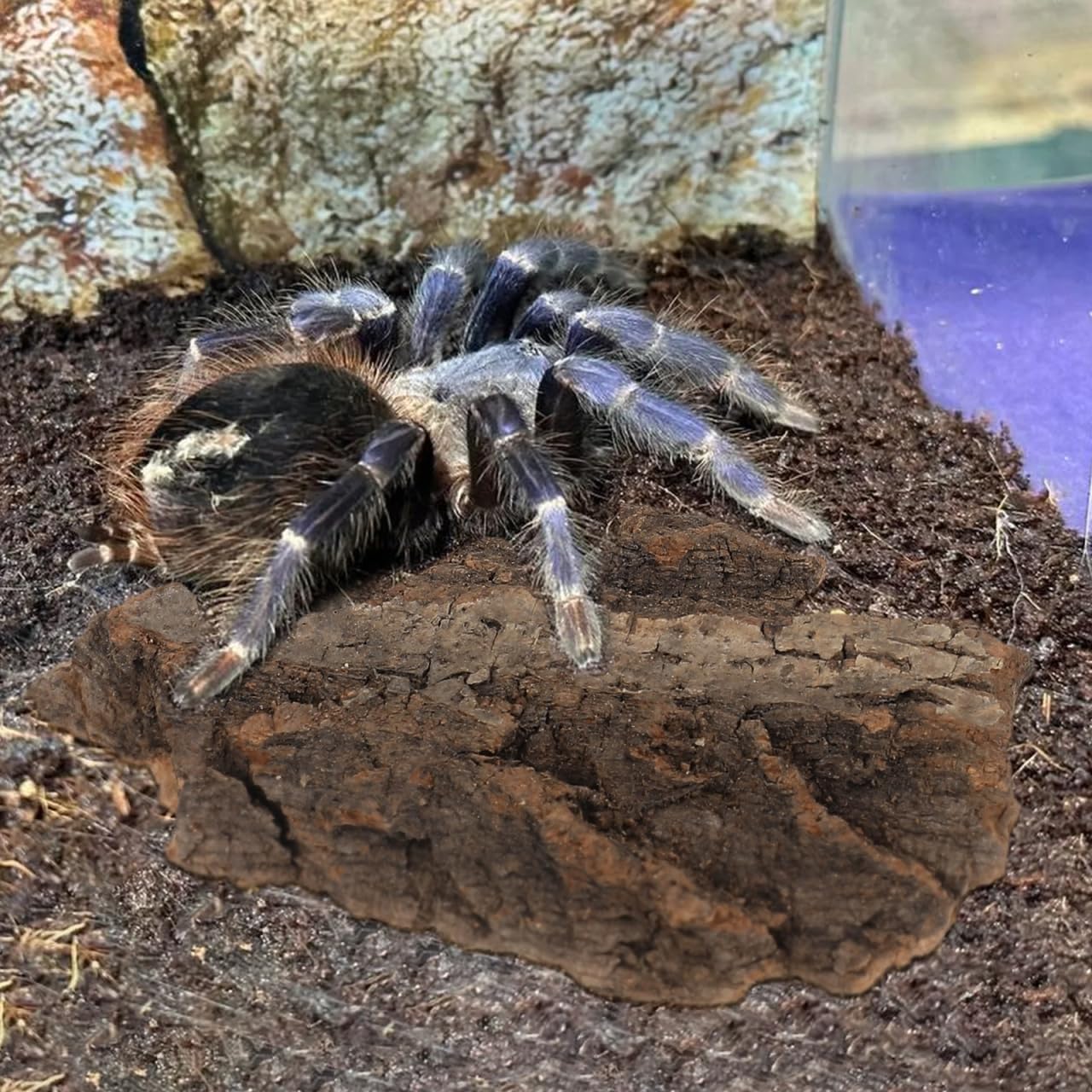 Gatuida imported reptile climbing barks set showing multiple sizes