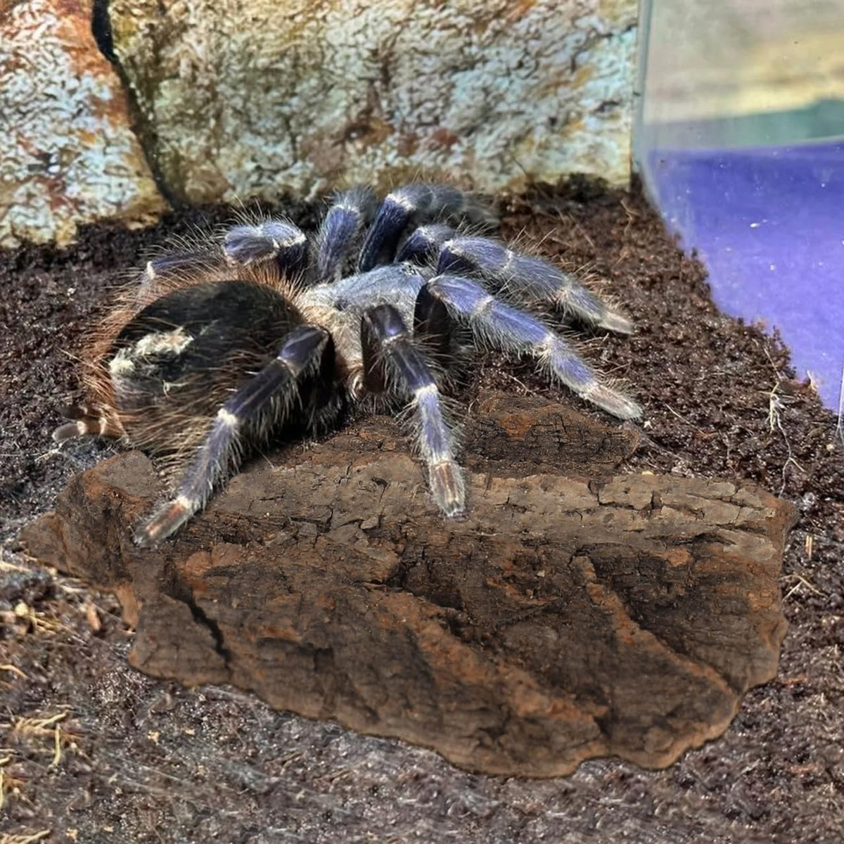 Gatuida imported reptile climbing barks set showing multiple sizes