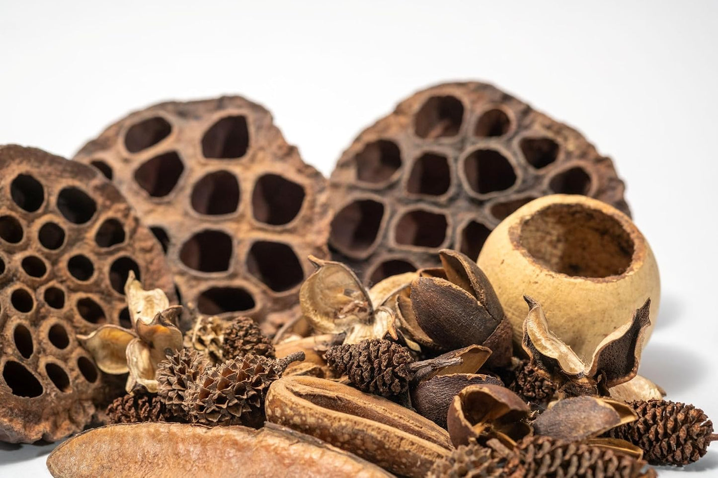 Natural botanical hiding spots for isopods and bioactive terrariums