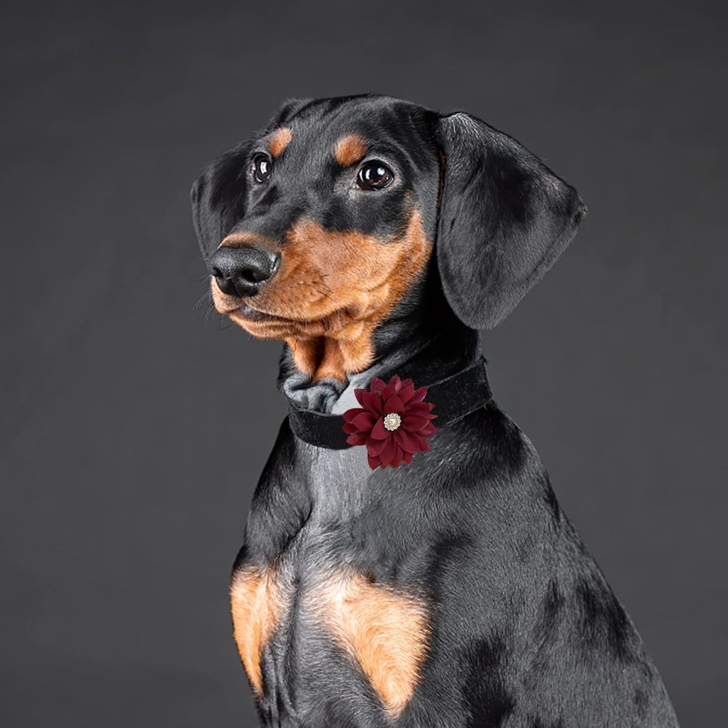 Back view of dog collar flower with elastic band