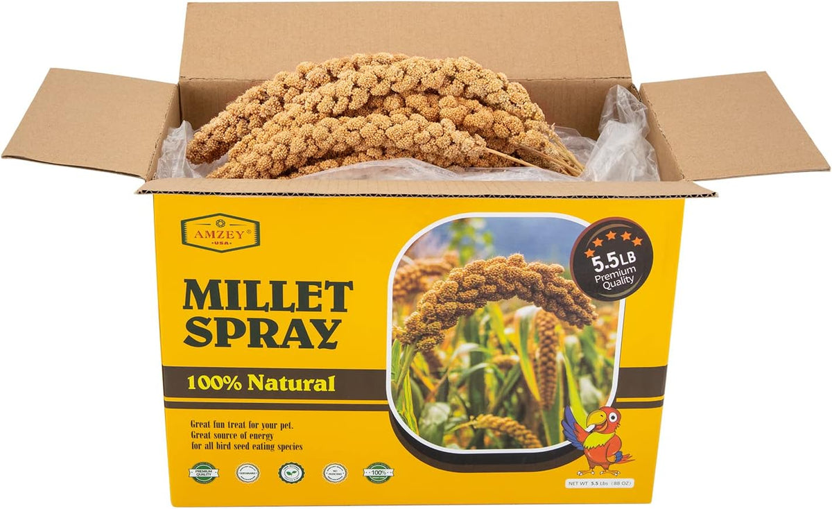 Close up view of natural golden millet grains on stalks