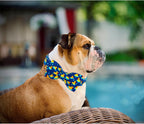 Lionheart Glory dog collar with bow tie laid flat