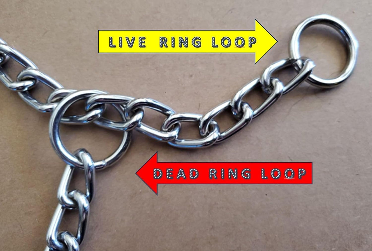 Rust resistant metallic dog choker collar highlighting the premium welded hardware.