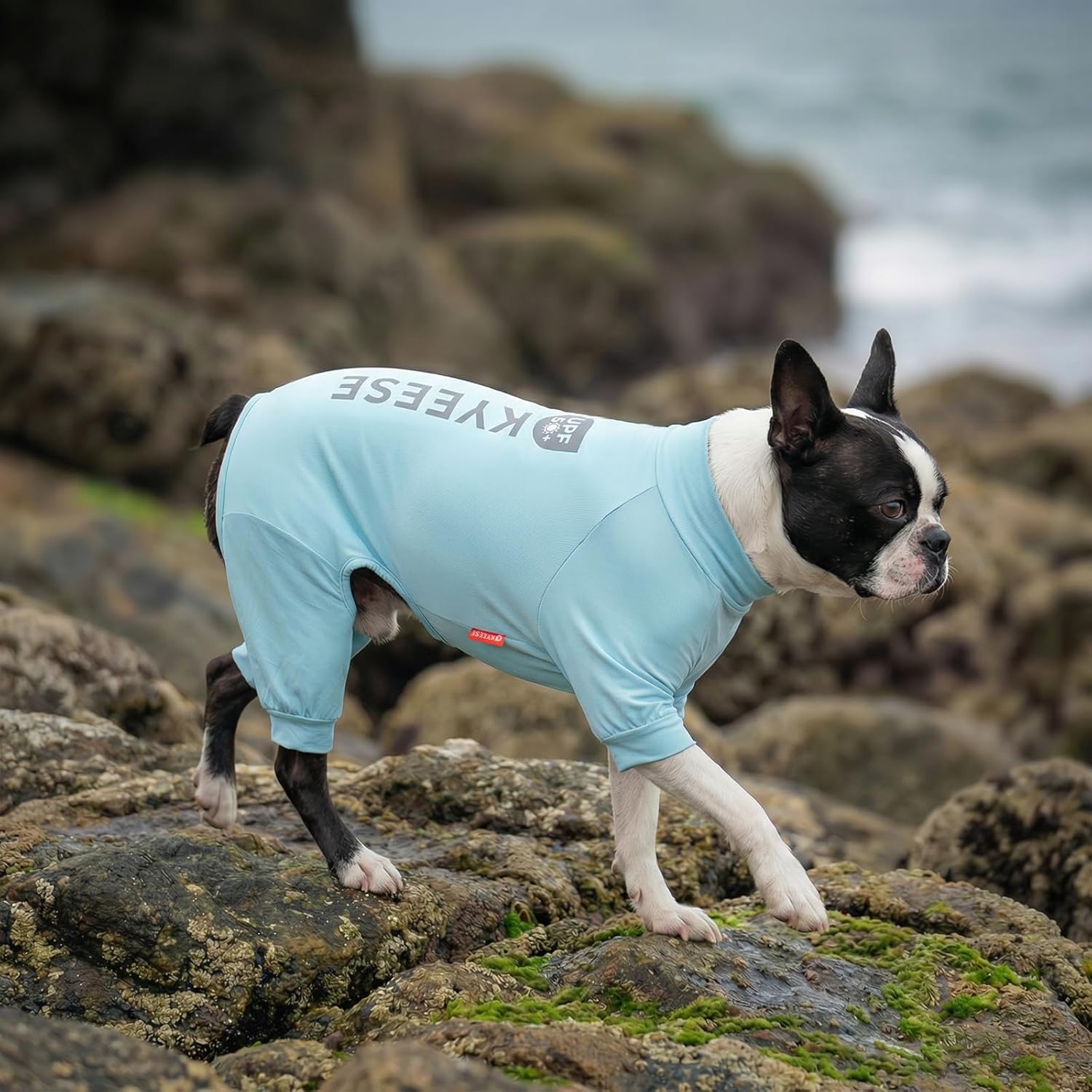 Back view of Kyeese dog jumpsuit showing full coverage