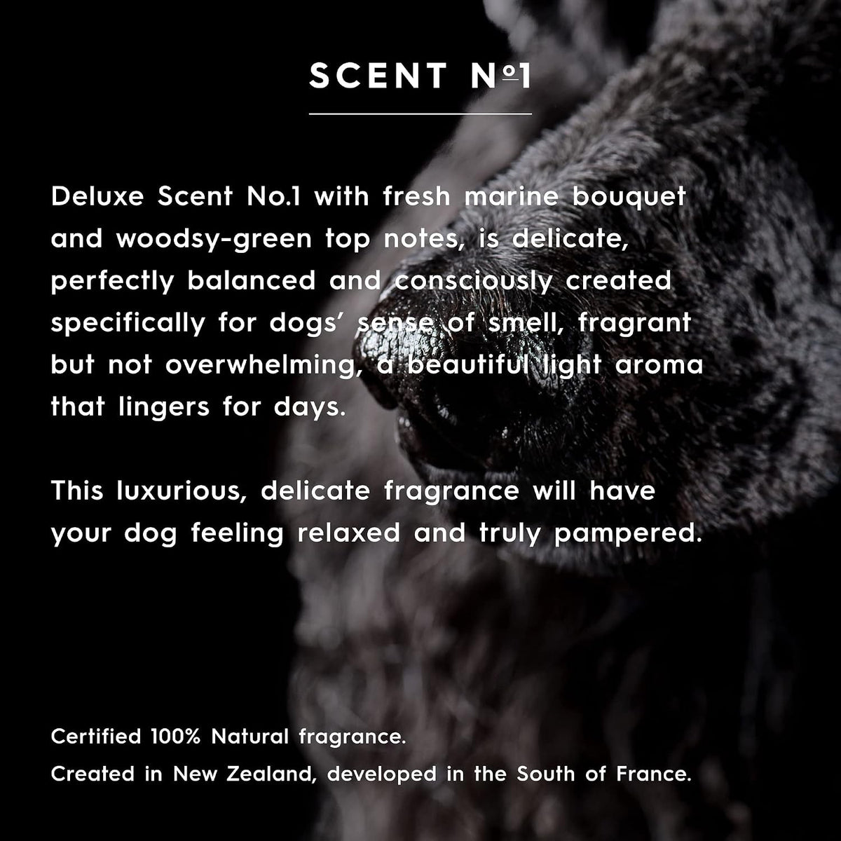 Scent Number One hydrating conditioner for sensitive pet skin
