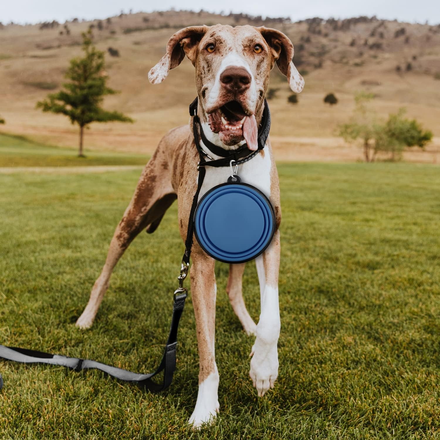Paercute travel pet accessories showing carabiners and dual bowls