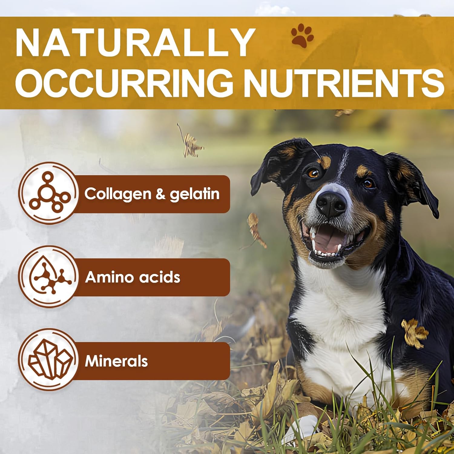 Natural gut health and immune support supplement powder for cats and dogs