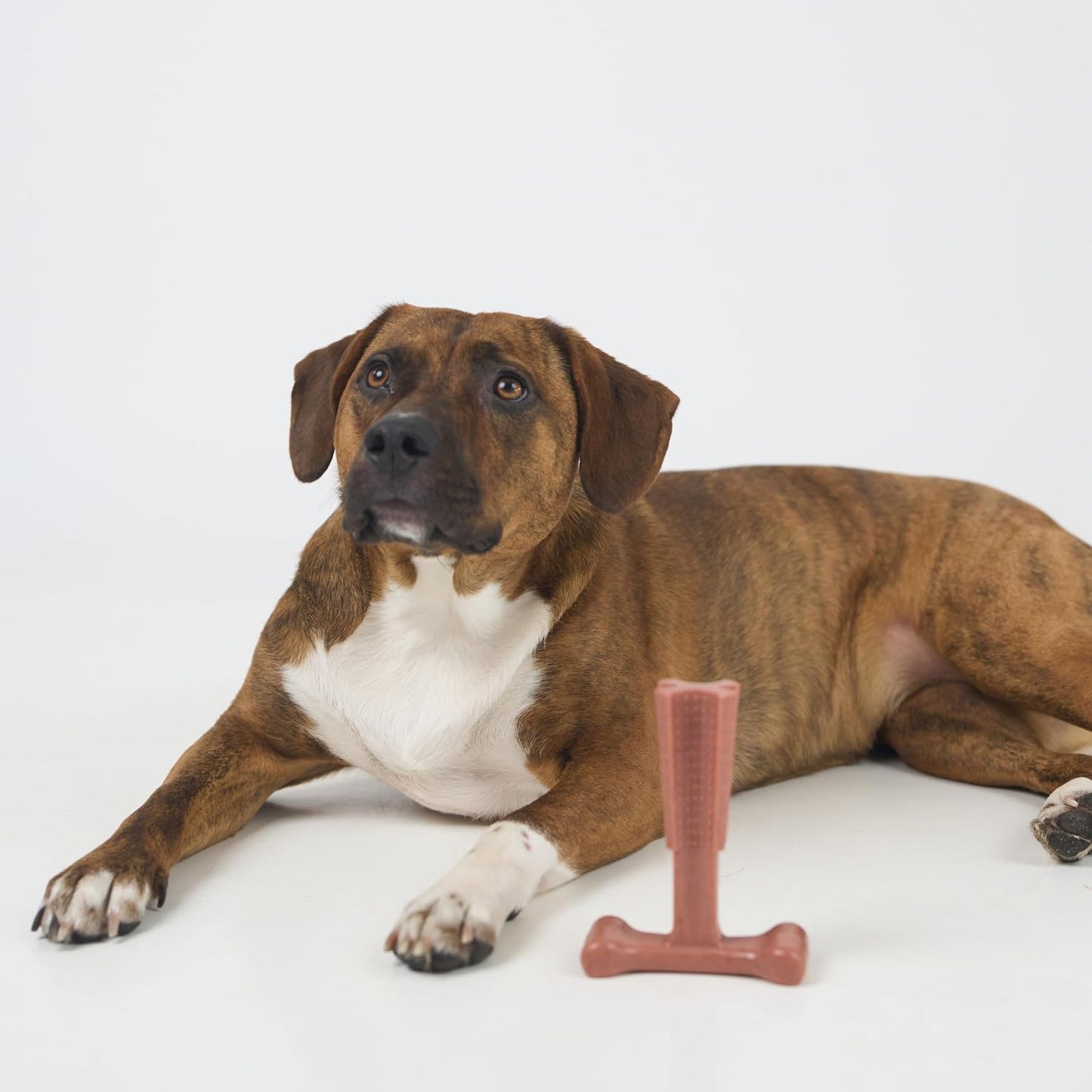 SPOT Bam-Bones Plus T Bone - Bamboo Fiber & Nylon Dog Chew Toy for Moderate to Aggressive Chewers, Durable Long Lasting & Non-Splintering, Beef Flavor Toy for Adult Dogs & Puppies Under 60 lbs, 6 in - Image 12