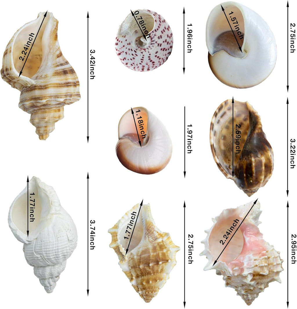 Polished striped fox conch style decorative seashells for tropical beach decor