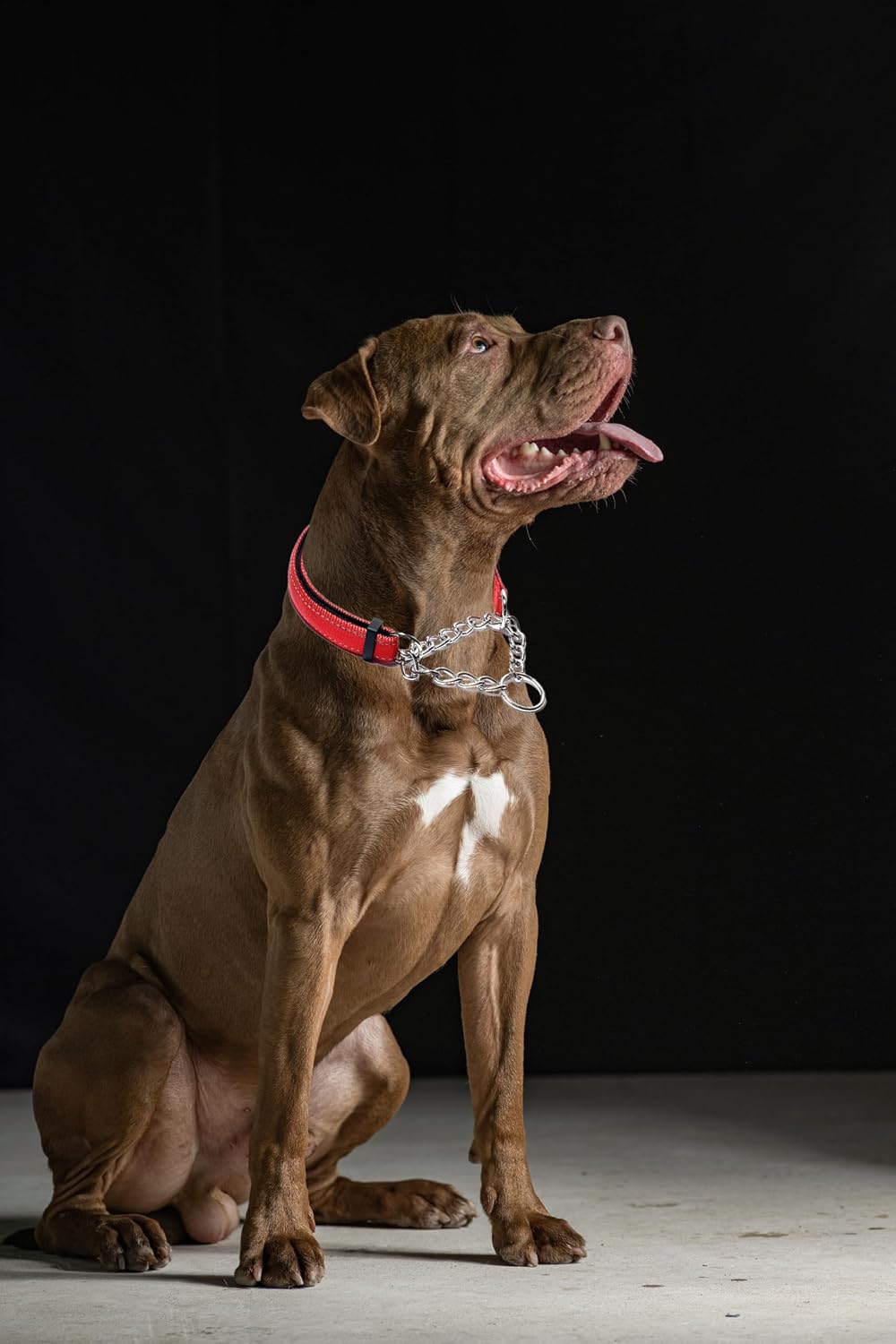 Soft padded interior lining of the PSPORT dog neck belt for maximum pet comfort during walks.