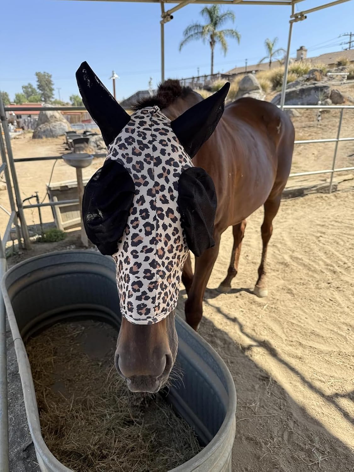 Comparison of fly mask fit on a full-sized horse
