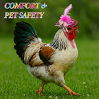 Small rabbit and chicken wearing the princess costume accessories for holiday fun