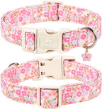 Small dog wearing Mr. Chubbyface pink spring floral collar