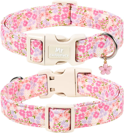Small dog wearing Mr. Chubbyface pink spring floral collar