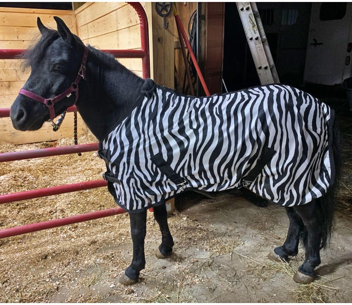 Country Pride Miniature Horse Zebra Print Fly Sheet front view on horse