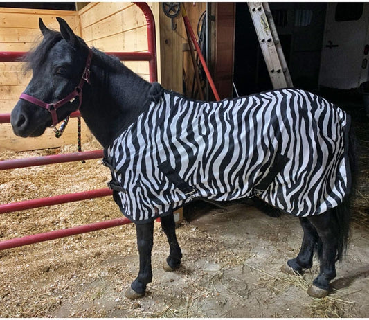 Country Pride Miniature Horse Zebra Print Fly Sheet front view on horse