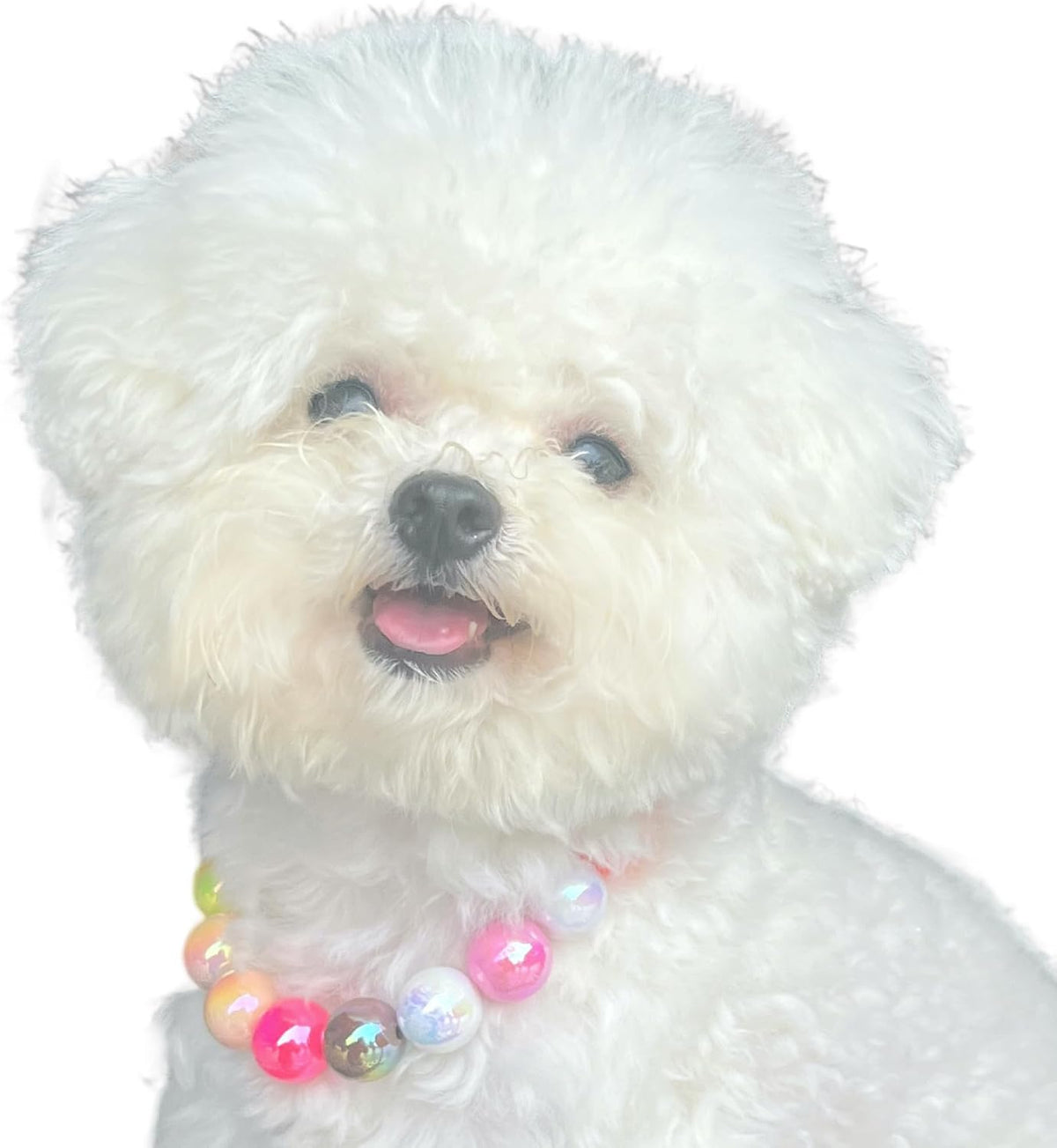 Kepudengen faux pearl dog necklace highlighting the multi colored aesthetic for pet photography