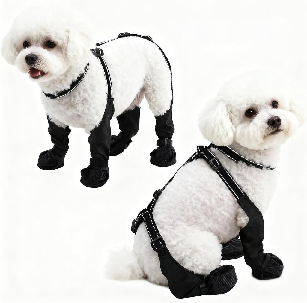 Small dog walking comfortably in BECROWM pet shoes