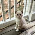 Junflying cat netting balcony safety screen front view