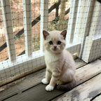 Junflying cat netting balcony safety screen front view