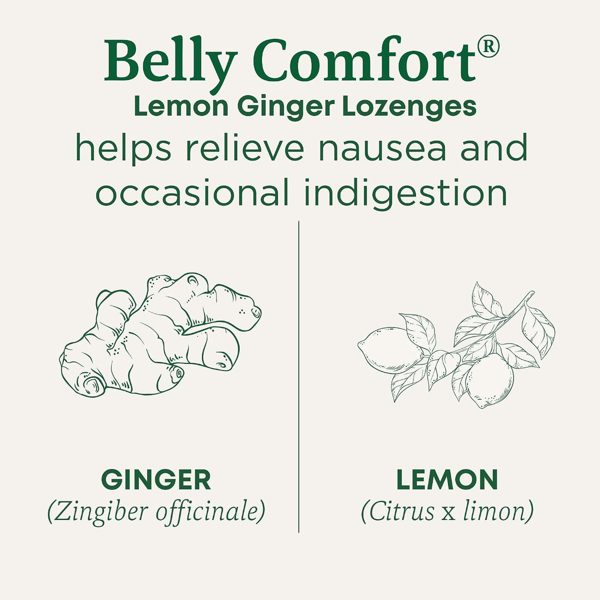 Traditional Medicinals Organic, Belly Comfort Lozenges, Lemon Ginger - Supports Nausea Relief and Occasional Indigestion - Non-GMO, Stimulant-Free - 30 Individually Wrapped Lozenges - Image 2