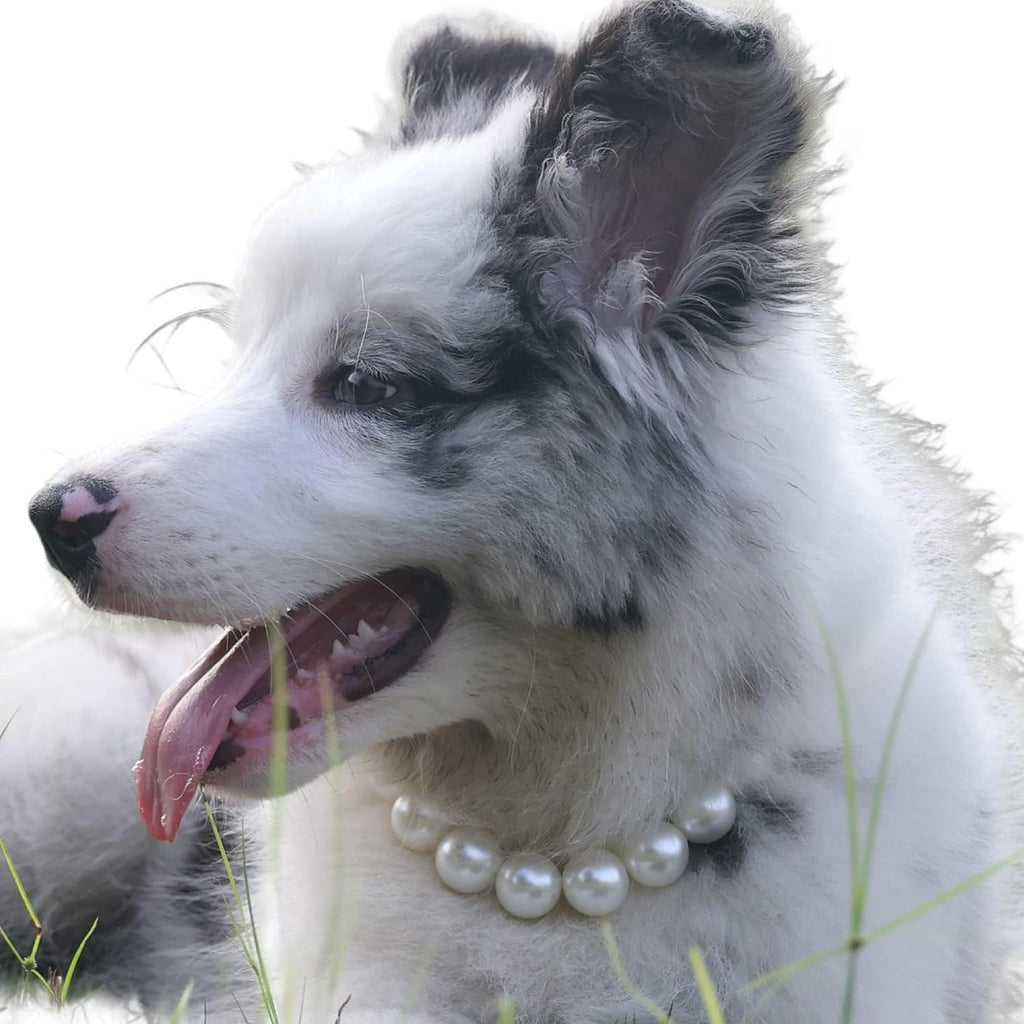 Exquisite and Adjustable Dog Necklace: Elegant Pearl Necklace for Dogs, Occasions and Gatherings (18-21 inches) - Image 10