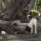 Beginner dog scent training kit for home use