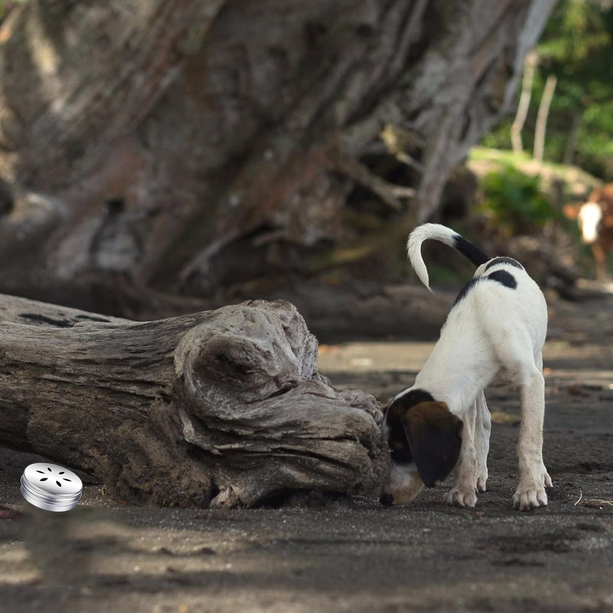 Beginner dog scent training kit for home use