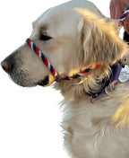 Professional dog walking tool for leash pulling control
