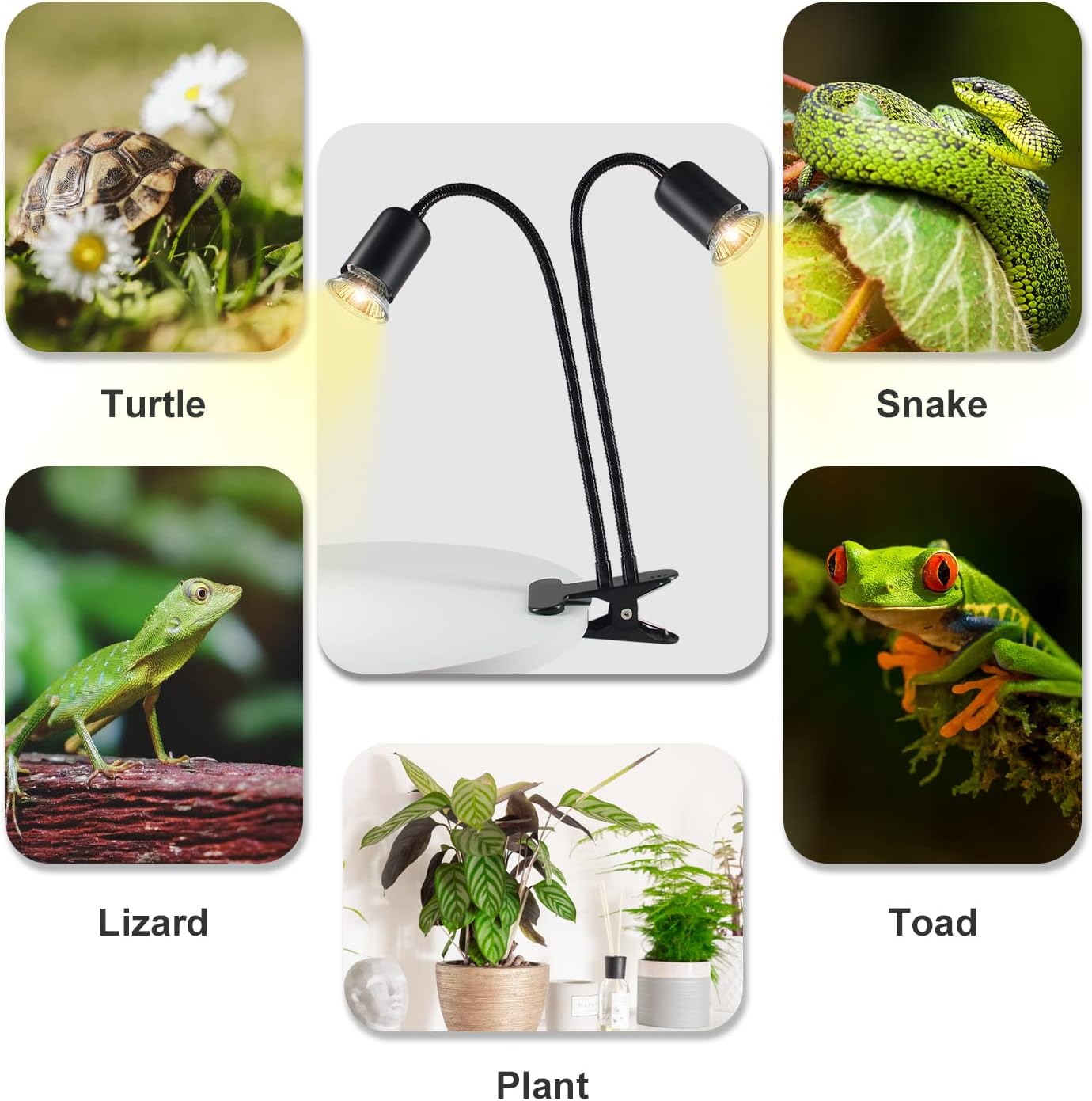 TFNN reptile basking light setup showing independent 25W and 50W bulb installations.