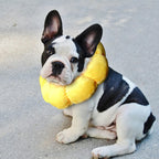 KUDES brand cute sunflower shape wound healing cone packaging details