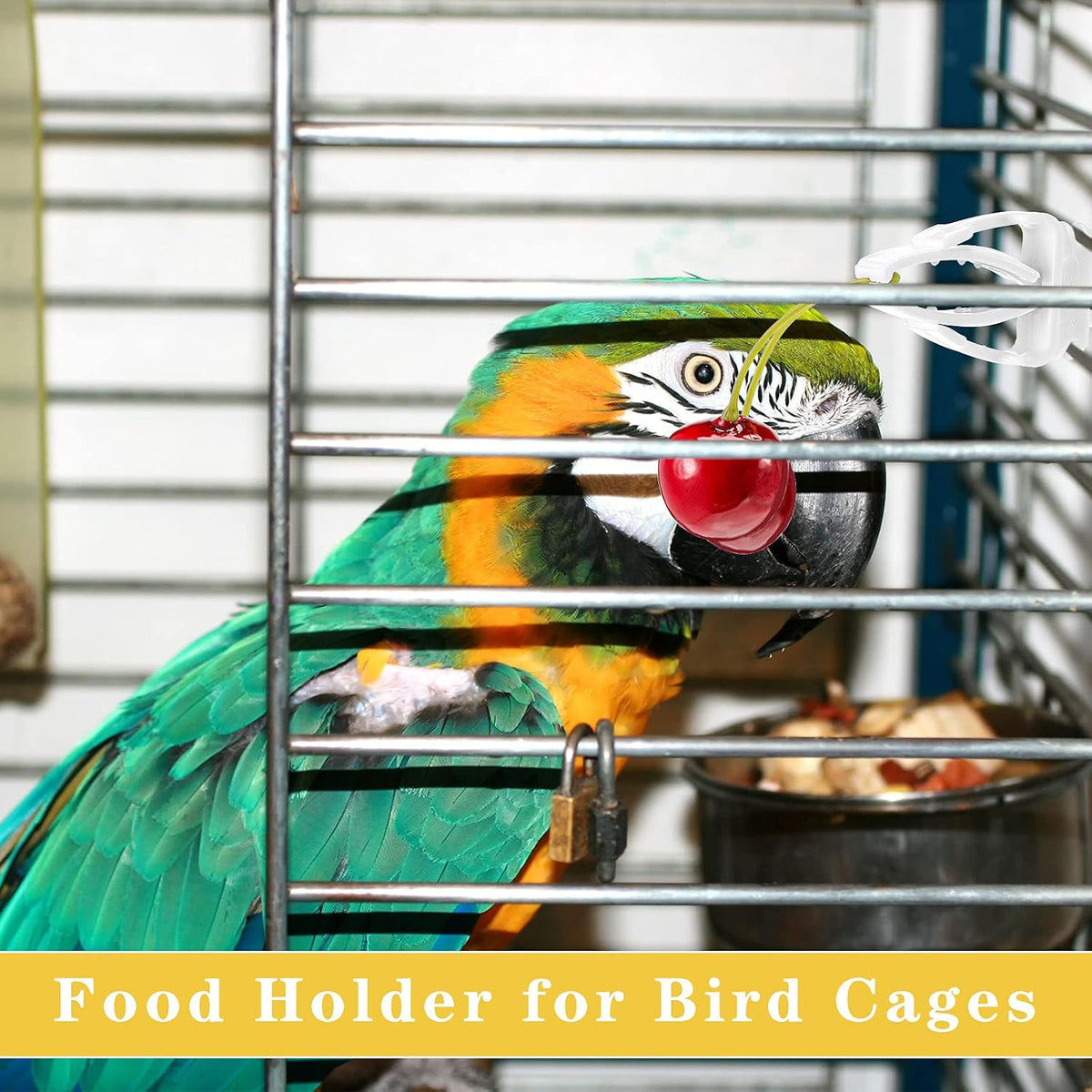 Parrot eating fresh vegetables from cage food holder