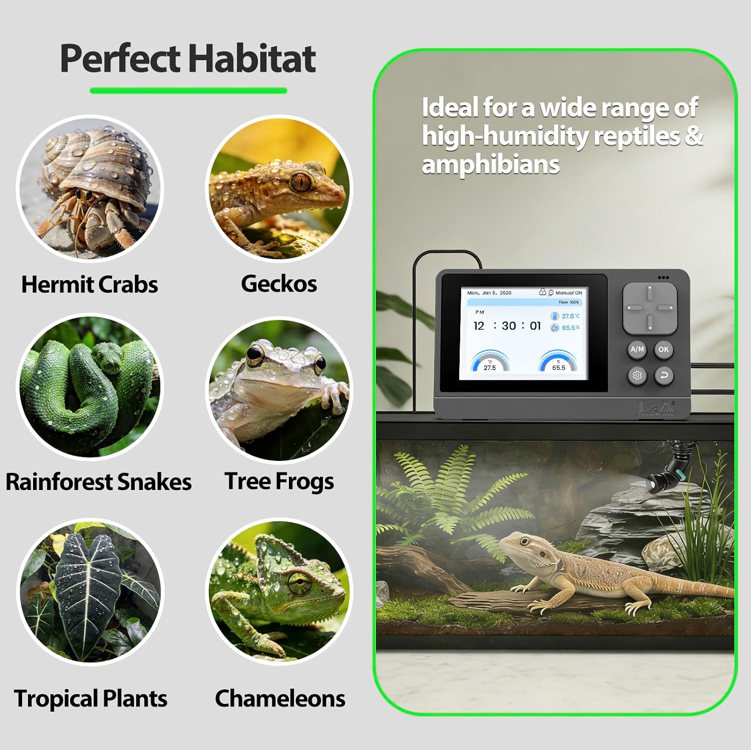 Chameleon inside terrarium with J&A misting system installed