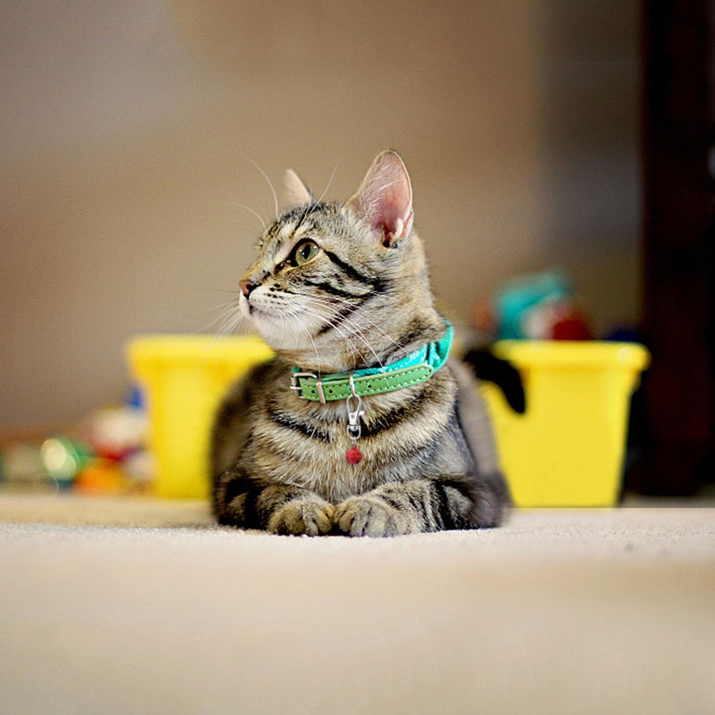 Puppy and kitten necklace accessories 8 pack