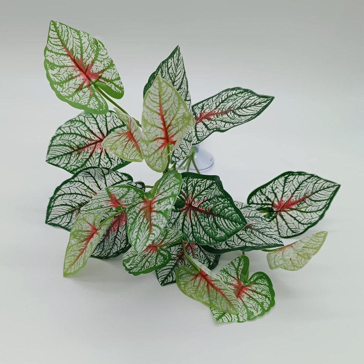 Mini ivy hanging plants with strong suction cups.