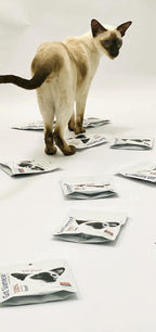 Dog eating a Got Siamese? premium human grade beef treat