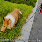 MayPaw heavy duty blue black pet leash lifestyle shot with large dog