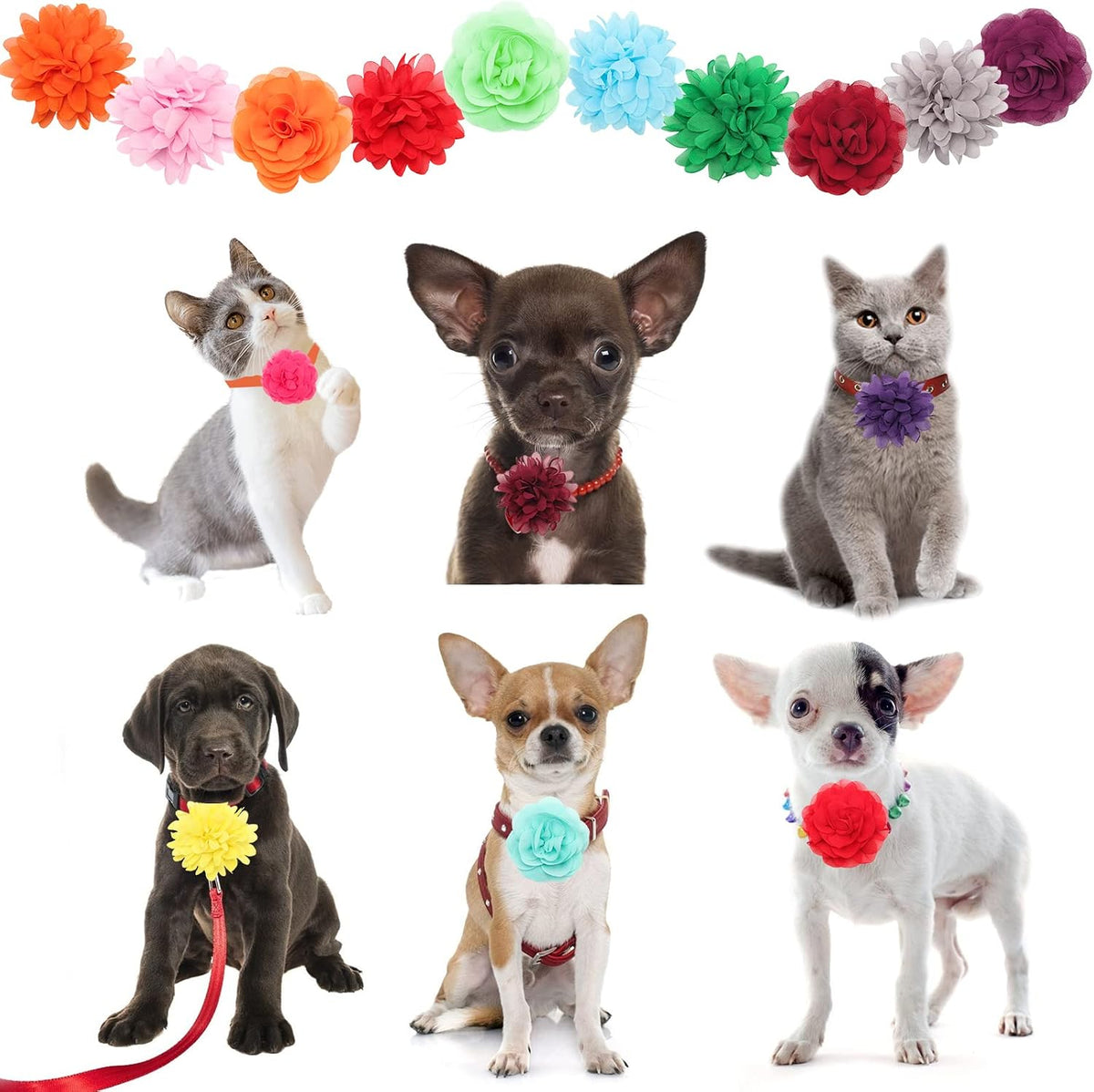 Catcan multi-color dog collar flowers being attached to a standard pet collar