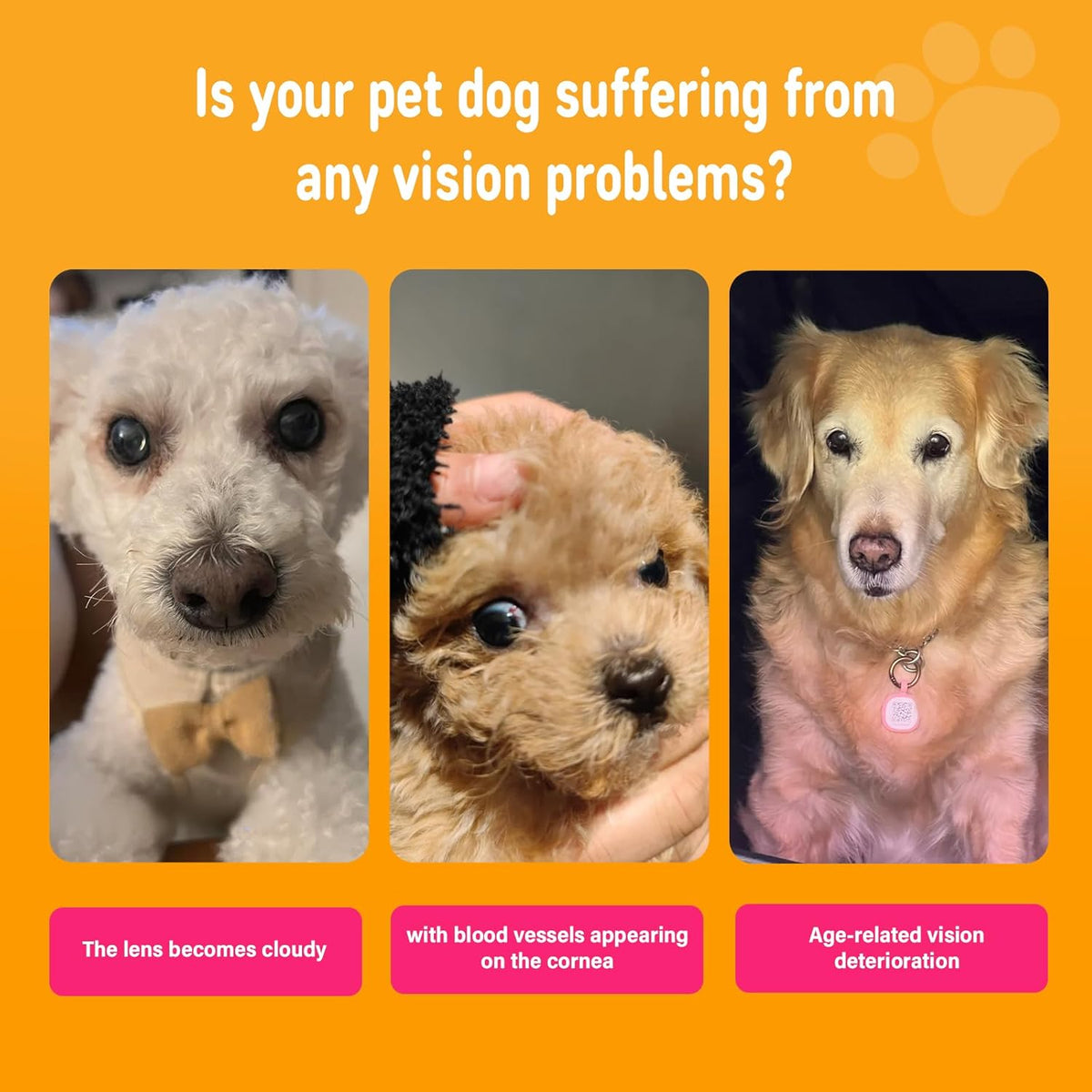 Close up of the back label detailing directions for dog eye health chews