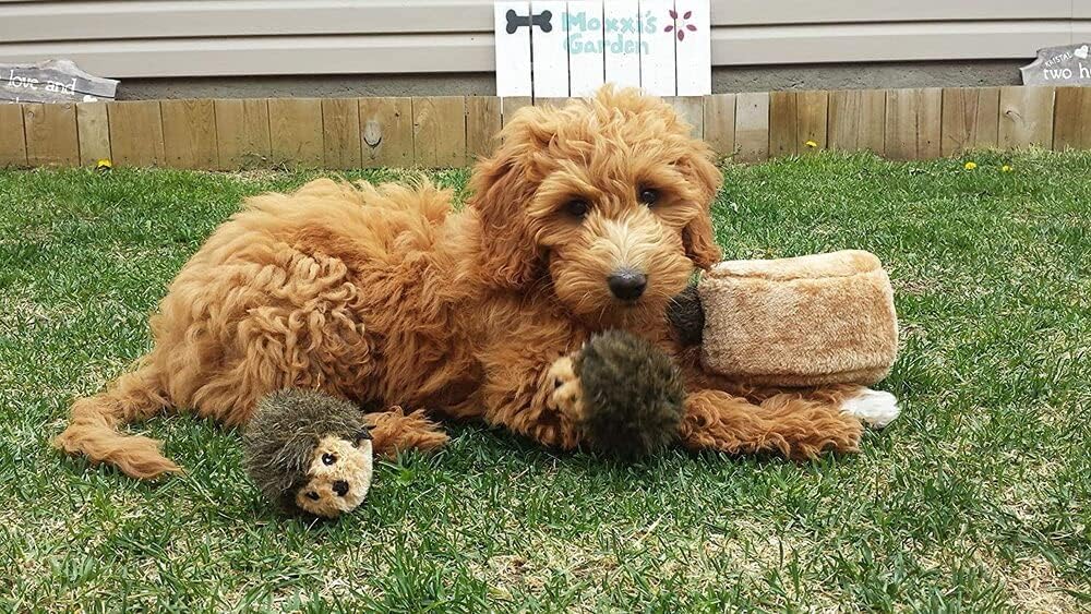 Small dog playing with ZippyPaws hedgehog toy
