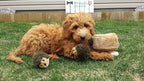 Small dog playing with ZippyPaws hedgehog toy