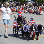 SZEE Independence Day pet bibs on a golden retriever outdoors.