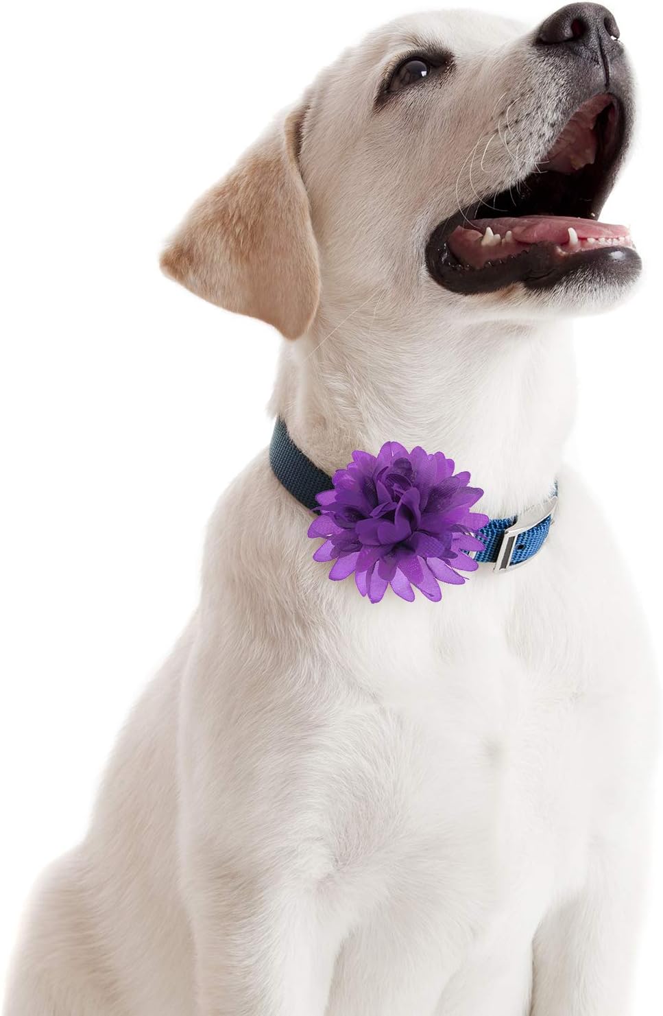 Assorted colorful pet grooming flowers for festive canine styling