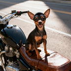 Dog Helmet for Small Dogs, XSmall Chihuahua Dog Motorcycle Helmets with Ear Holes, Pet Safety Hat Extra Small Doggy Helmet for Puppy & Cats Head Protection, Adjustable, Black XS - Image 9