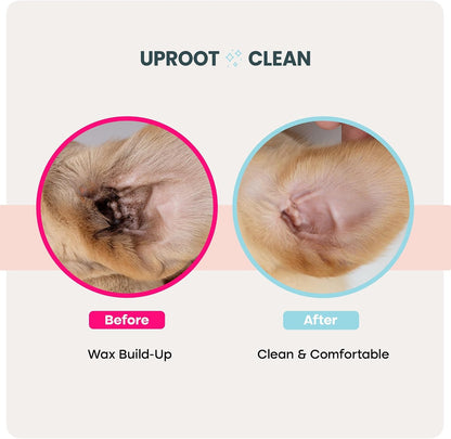 Grooming routine using Uproot Clean disposable finger wipes for bunnies
